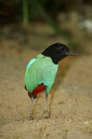 Detailed Colorful closeup on the tropical green and black-headed, Hooded Pitta or Green breasted Pitta sordida