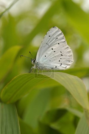 Photo for Natural vertical closeup on a colorful Holly blue, Celastrina argiolus sitting in the bamboo in the garden - Royalty Free Image