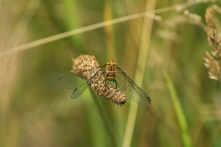 Natural facial closeup on a Ruddy darter dragonfly, Sympetrum sangiuneum