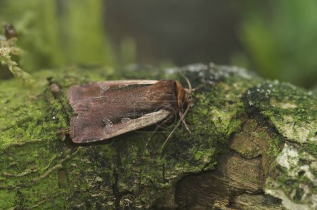 Natural detailed closeup on the brown Flame shoulder owlet moth, Ochropleura plecta, sitting on wood