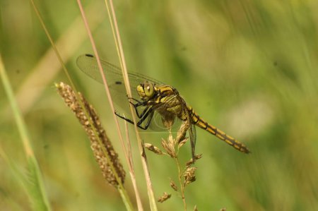 Natural closeup on a black tailed skimmer dragonfly, Orthetrum cancellatum perched in the vegetation