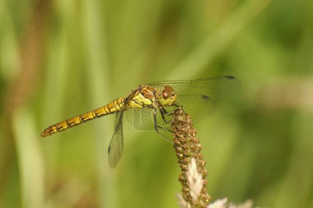Natural closeup on a Common darter dragonfly, Sympetrum striolatum perched on tiup of a plant