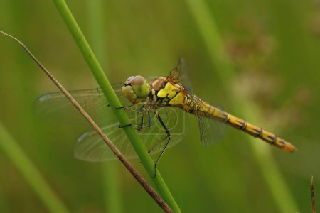 Natural closeup of a male Common Darter, Sympetrum striolatum against a green blurred background in the field