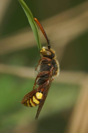 Natürliche Nahaufnahme einer farbenfrohen männlichen Nomaden-Einzelkuckucksbiene, Nomadenart, die schläft, während sie in der Vegetation hängt