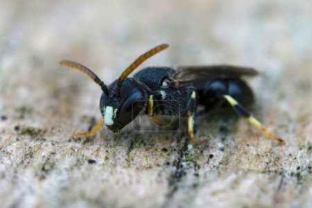 Detailed Closeup on a male of the rare and endangered punctate spatulate-masked bee, Hylaeus punctatus , found in Belgium