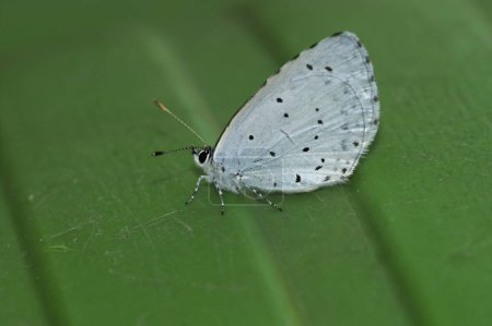 Natural closeup on the Holly blue butterfly, Celastrina argiolus, with closed wings in the garden