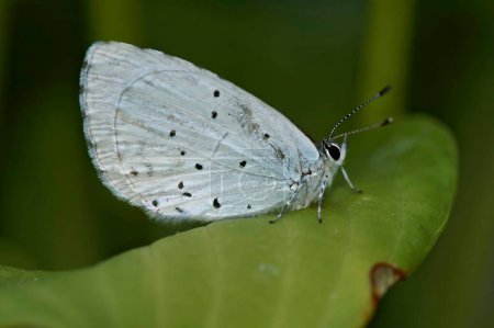 Natural closeup on the Holly blue butterfly, Celastrina argiolus, with closed wings in the garden