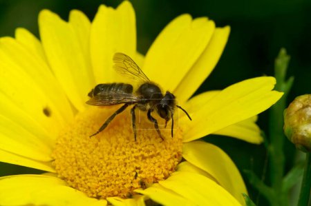 Detaillierte Nahaufnahme einer weiblichen Patchwork-Blattschneider-Biene, Megachile centuncularis auf einer gelben Blume im Garten