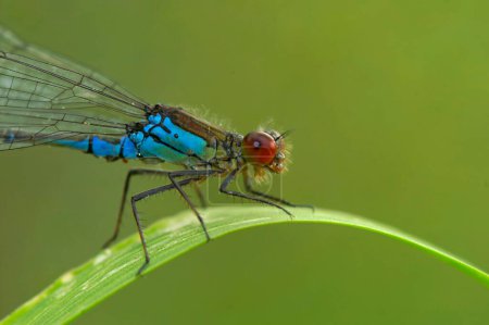 Natural closeup on the colorful red-eyed damselfly, Erythromma najas sitting on a grass blade
