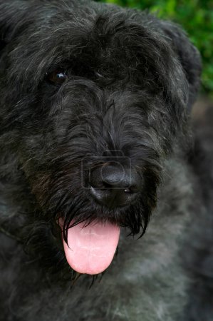 Detailed vertical closeup on the head of a cute black fluffy Bouvier pure breed Flemish sheepdog with it's pink tongue