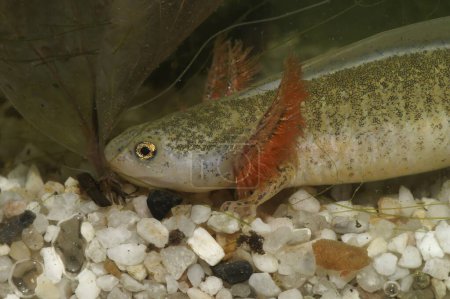 Detailed closeup on an unusual white larvae of the Japanese Hokkaido salamander, Hynobius retardatus with red gills