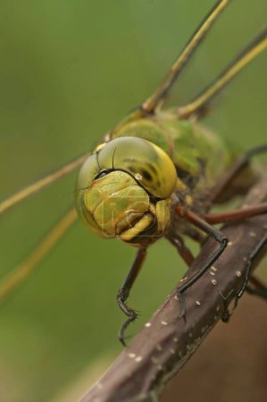 macro primer plano vertical extremo natural en la cabeza de una libélula Emperador Azul, imperador Anax, encaramado en una ramita