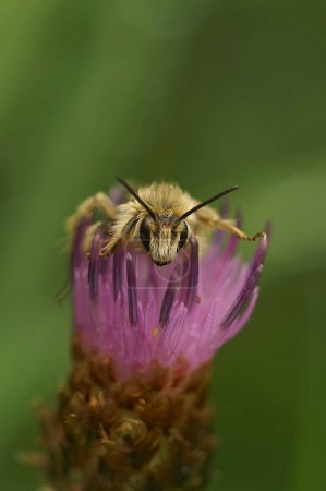 Primer plano facial natural en una abeja solitaria Pantaloon, hirtipes Dasypoda, sentado en una flor de ambrosía púrpura