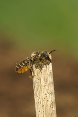 Natural closeup a fresh emerged female Patchwork leafcutter bee, Megachile centuncularis, sitting on top of a twig