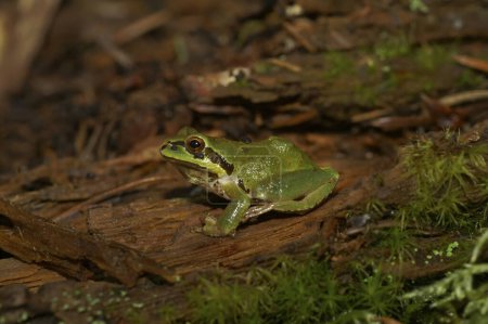 Natural closeup on a green Pacific tree or chorus frog, Pseudacris regilla sitting on wood