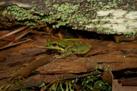 Natural closeup on a green Pacific tree or chorus frog, Pseudacris regilla sitting on wood