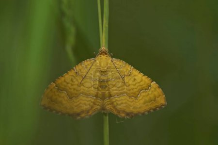 Natural closeup on the orange colored yellow shell geometer moth Camptogramma bilineata in a meadow