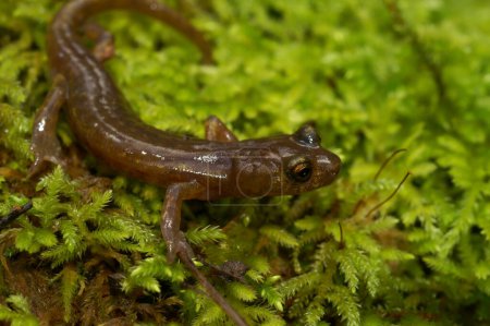 Natural closeup on the endangered lungless Californian limestone salamander, Hydromantes brunus at Merced River