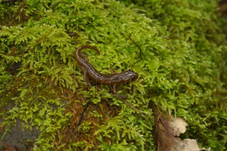 Primer plano natural de la salamandra de piedra caliza californiana en peligro de extinción, Hydromantes brunus en Merced River
