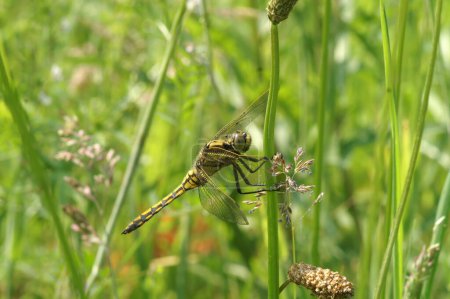 Natural closeup on a yellow colored common European black tailed skimmer, Orthetrum cancellatum, hiding in the grass
