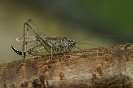 Detailed closeup on the rare Grey Bush-cricket, Platycleis albopunctata