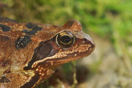 Natural close-up on a female of the European Common brown frog, Rana temporaria