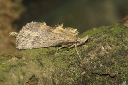 Detailed closeup on the Pale Prominent moth,Pterostoma palpina, with it's remarkable snout
