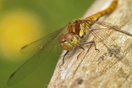 Natural closeup on the Common darter, Common Darter sitting on a tree-trunk