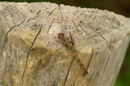 Natural dorsal closeup on the Common darter, Common Darter sitting on a pole
