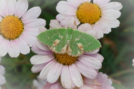 Detaillierte Nahaufnahme einer frisch grün gefleckten, smaragdgrünen Geometermotte, Comibaena bajularia, die mit ausgebreiteten Flügeln auf einer weißen Blume sitzt