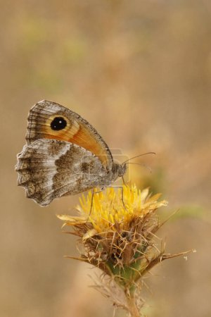 Primeros planos detallados de una mariposa guardiana del sur, Pyronia cecilia, sentada con las alas cerradas sobre una flor de cardo amarillo