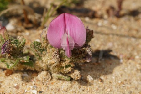 Natürliche Nahaufnahme an der rosafarbenen Blüte der seltenen Restharnblume Ononis repens an der belgischen Küste