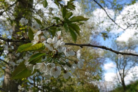 Natural closeup on the white seasonal blossom of the wild sweet cherry, Prunus avium