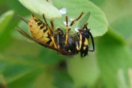 Natürliche Nahaufnahme einer europäischen Gelbwesten-Wespe, Vespula vulgaris, die auf einer kleinen Fliege predigt