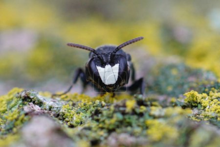Detailed facial close-up on a Large Yellow-face Bee, Hylaeus signatus sitting on wood