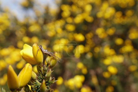 Natural wide-angle closeup on a Nursery web spider, Pisaura mirabilis, on a yellow flower, with copy-space