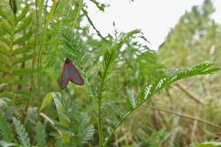 Natural wide-angle closeup of a red, metallic blue cinnabar moth, Tyria jacobaeae sitting on a green Tansy leaf.