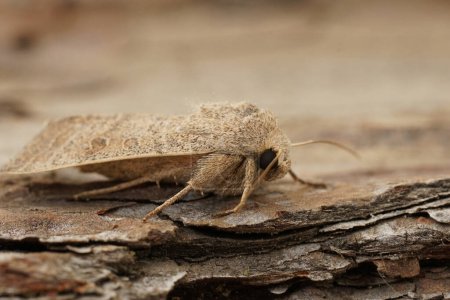 Detailed closeup on the Vine's Rustic owlet moth, Hoplodrina ambigua sitting on wood