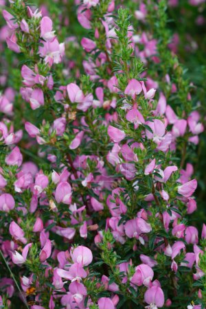 Natürliche vertikale Nahaufnahme der rosa blühenden Wildartstharnblume Ononis repens