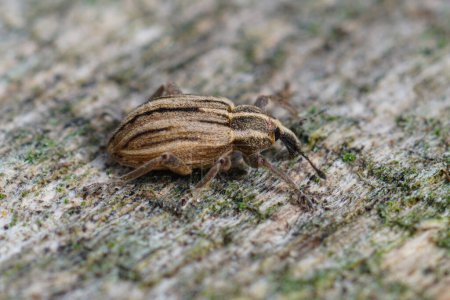 Natural closeup of a clorful striped weevil species , Hypera arator