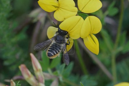 Natürliche Nahaufnahme einer weiblichen Patchwork-Blattschneiderbiene, Megachile centuncularis, beim Nektartropfen aus einer gelben Lotus corniculatus-Blüte