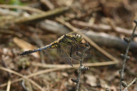 Natural detailed closeup on a black-tailed skimmer dragonfly, Orthetrum cancellatum preched in vegetation