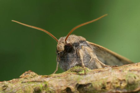Natural closeup on a Lunar Underwing owlet moth, Agrochola lunosa sitting on wood