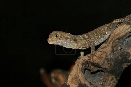 Detailed Closeup on an Australian water dragon, Intellagama lesueurii, sitting on a branch against a dark background