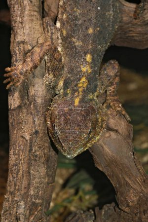 Detailed vertical dorsal closeup on a common, red-headed rock or rainbow agama, Agama agama