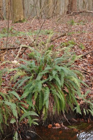 Natural vertical closeup on the European evergreen, Hard fern, Blechnum spicant in a forest ditchside