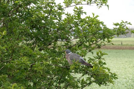 Téléchargez les photos : Gros plan naturel sur un pigeon des bois Columba palumbus adulte assis sur un arbuste vert à l'heure dorée - en image libre de droit