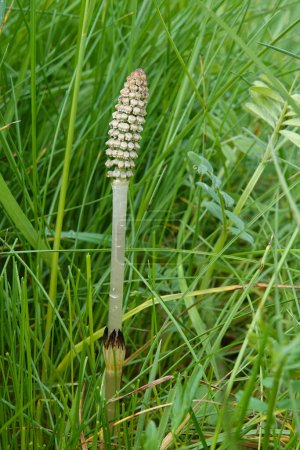 Natural closeup on a blooming common or field horsetail Equisetum arvense flower in a meadow