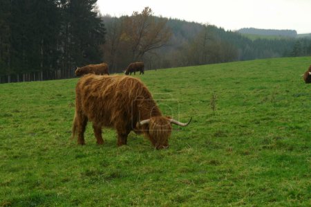 Natural closeup on a cute, long horned and woolly coated Scottish Highland cow grazing in a grassy green meadow