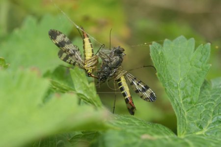 Natürliche Nahaufnahme zweier weiblicher Skorpionsfliegen, Panorpa vulgaris, die sich von einer in einem Spinnennetz gefangenen Fliege ernähren